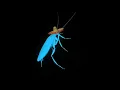 Download Lagu Rainbow cockroach dances to La Cucaracha 10 hours
