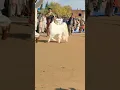 Download Lagu beautiful goat video Whatsapp status