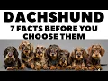 Before you buy a dog - DACHSHUND