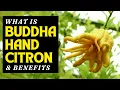 Buddha s Hand Citron The Fragrant Fruit with Incredible Benefits