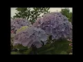 Foster & Allen - Silver Threads And Golden Needles (Official HD Music Video)