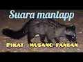 Download Lagu Suara musang pandan BIKIN HOKI memanggil temannya. .VOL KERAS