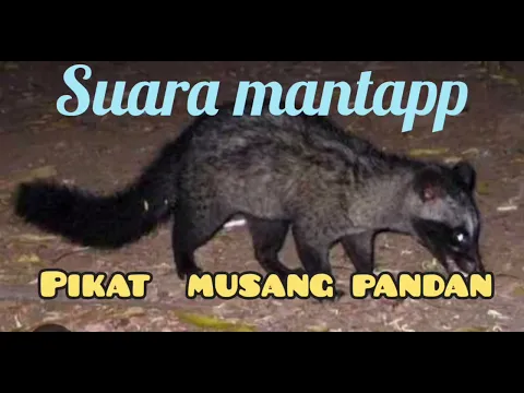 Download MP3 Suara musang pandan BIKIN HOKI memanggil temannya. .VOL KERAS