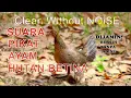 Download Lagu Suara AYAM HUTAN BETINA Dijamin Bersih TANPA NOISE