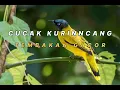 Lagu CUCAK KURINCANG GACOR, TEMBAKAN MANTAP, COCOK BUAT PANCINGAN DAN MASTERAN BURUNG LAIN!!