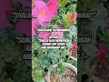 Download Lagu REZEKI MELIMPAH #salawatnabi #salawatjibril #salawat #salawatan