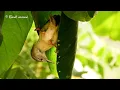 Download Lagu Tailorbird making nest first stage (4k)