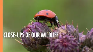 Spectacular and Breathtaking Close-Ups of our Wildlife | Full Documentary