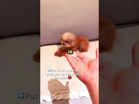Con chó nào phản ứng tốt nhất