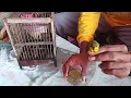 Download Lagu Cara merawat burung sogok ontong agar tidak mati. TUTORIAL CARA MERAWAT BURUNG