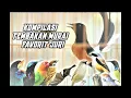 Download Lagu Masteran murai batu yg paling dicari juri dan selalu nembak