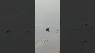 عصفور ابو الحن روعة الخالق 