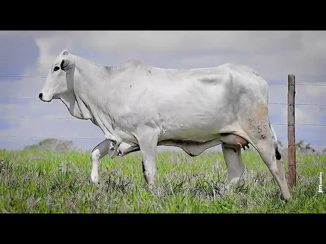 Novilha Nelore AFOM - 4225