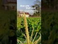 Download Lagu HABIS MANIS SEPAH DIBUANG #shorts #shortvideo #motivation #shortsvideo