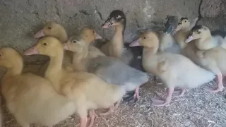 اسمعوا صوت البط الصغير ي 