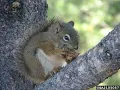 How long do Squirrels live in the same nest
