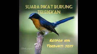 suara pikat burung teledekan joss guy 