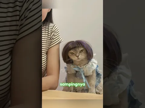 Kucing Ini Cemburu Saat Pemiliknya Ngobrol dengan Kucing Lain 😂 #shorts