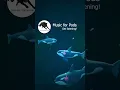 Download Lagu Music for Pods Short