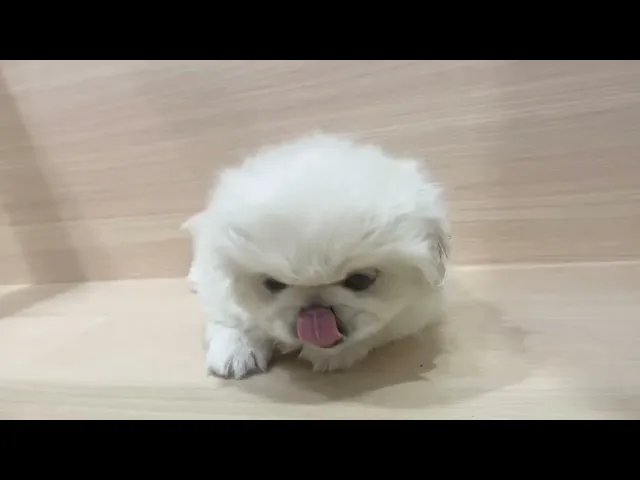 動画