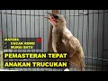 Download Lagu CARA PEMASTERAN ANAKAN BURUNG TRUCUKAN SECARA TEPAT