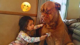 Unexpected Laugh with these Funny Dogs - Best Funniest Dog Videos of 2025 #10