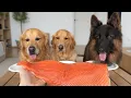 My Dogs Try Salmon for the First Time