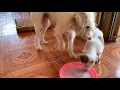 Download Lagu Heartbreaking Reality in Cambodia: Disabled Mother Dog Struggles to Care for Her Puppy 🥲