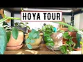 Download Lagu Hoya Tour 2022 | My Entire Collection Of 45+ Varieties Of Hoya
