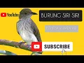 Download Lagu Suara Burung Siri Siri Gacor Jernih Suara air Jeda Masteran Burung Mp3