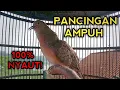 Download Lagu PERKUTUT BANGKOK GACOR SUARA OKE UNTUK PANCINGAN BIKIN PERKUTUT NYAUT