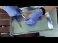 Sheep Eye Dissection