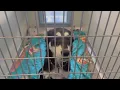 We re always full What Fresno County is seeing amid the stray pet crisis
