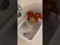 Restoring an old beat up Cabbage Patch Kid Soak number 1