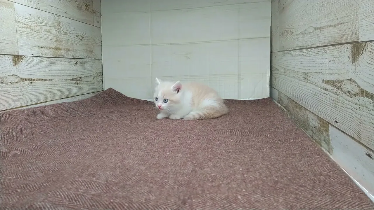 動画