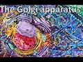 The Golgi apparatus From structure to function