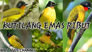 suara kutilang emas ribut