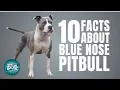 10 Facts About Blue Nose Pitbull Dogs 101 - Blue Nose Pitbull