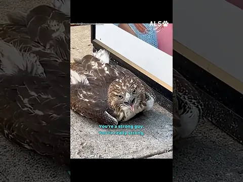 A hawk is down on a busy crosswalk, and the whole block stops 🦅❤️  #HawkRescue #AnimalRescue