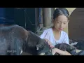 Download Lagu Ngoc Han merawat anjing - Kegembiraan melihat mereka tumbuh setiap hari