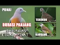 Suara Pikat Burung Punai Tekukur dan Karuang (Mix) || Durasi Panjang