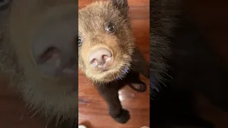 ما أحلاه هذا الدب 