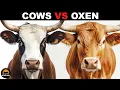 What Is The Difference Between Cows and Oxen