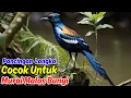 Download Lagu Rahasia Masteran Murai Batu untuk Meningkatkan Kualitas dan Kuantitas Suara