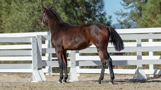 Fianna HSR Furstenball Belissimo M - 2016 Oldenburg GOV Filly