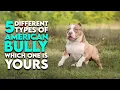 5 Different Types of American Bully Which One is Yours