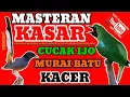 Lagu MASTERAN SULTAN, BUAT SEMUA BURUNG KICAU KESAYANGAN AUTO GACOR