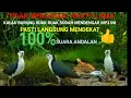 Download Lagu suara burung ruak ruak 100% suara andalan pemikat
