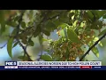 Seasonal allergies worsen across DC region due to high pollen count FOX 5 DC