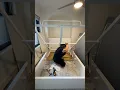 Download Lagu Ikea Malm bed with lift up storage #ikea #furniture #how #diy #dewalt #taskrabbit #homedecor #atlant
